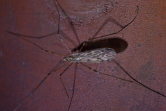Amphineurus