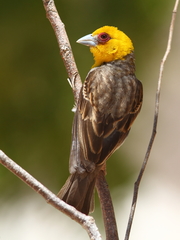 Ploceus sakalava