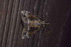 Pseudocoremia leucelaea