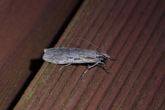 Scoparia indistinctalis