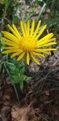 Berkheya zeyheri