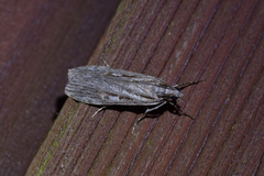 Scoparia indistinctalis