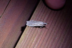 Scoparia indistinctalis