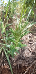 Berkheya zeyheri