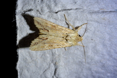 Ichneutica mollis