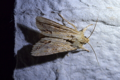 Ichneutica mollis