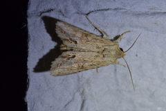 Ichneutica mollis