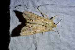 Ichneutica mollis