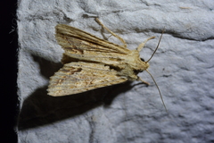 Ichneutica mollis