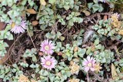 Oscularia deltoides