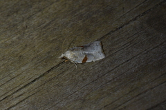 Leucotenes coprosmae