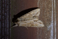 Ichneutica mollis