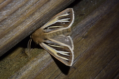 Ichneutica ceraunias