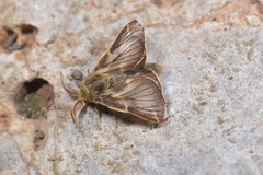 Malacosoma franconicum