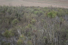 Euryops tenuissimus