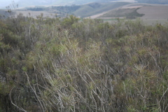 Euryops tenuissimus