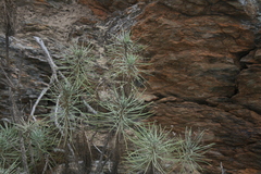 Euryops tenuissimus