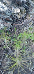 Euryops tenuissimus