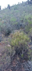 Euryops tenuissimus