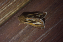 Ichneutica ceraunias