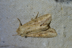Ichneutica mollis
