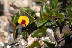 Platylobium triangulare