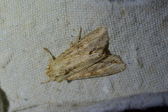 Ichneutica mollis