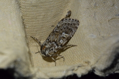 Ichneutica marmorata