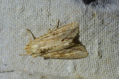 Ichneutica mollis
