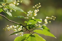 Prunus padus