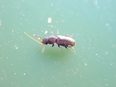 Salpingidae