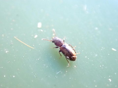 Salpingidae