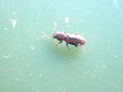 Salpingidae