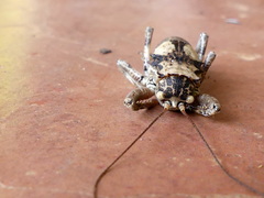 Spalacomimus talpa