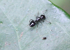 Crematogaster ferrarii