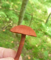 Cortinarius sanguineus