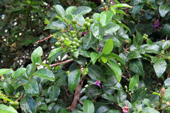 Grewia occidentalis occidentalis