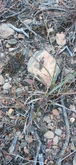 Tribolium hispidum