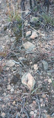 Tribolium hispidum