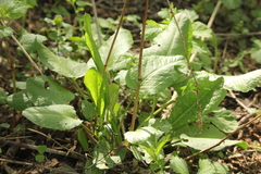 Rumex obtusifolius