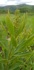 Searsia harveyi