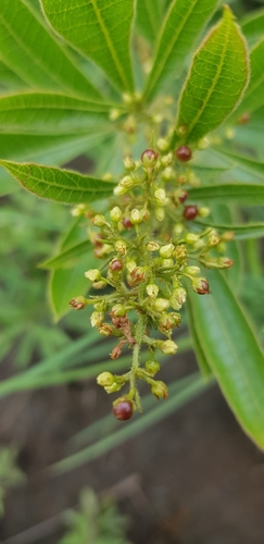Image of Searsia harveyi by (c) Suvarna Parbhoo Mohan, some rights reserved (CC BY-SA)