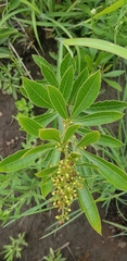 Searsia harveyi