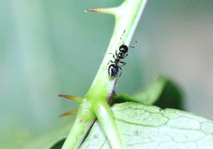 Crematogaster ferrarii