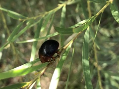 Dicranosterna immaculata