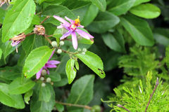 Grewia occidentalis occidentalis