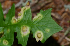 Puccinia poae-aposeridis