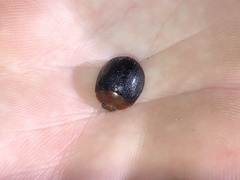 Dicranosterna immaculata