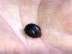 Dicranosterna immaculata