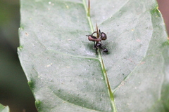 Crematogaster ferrarii